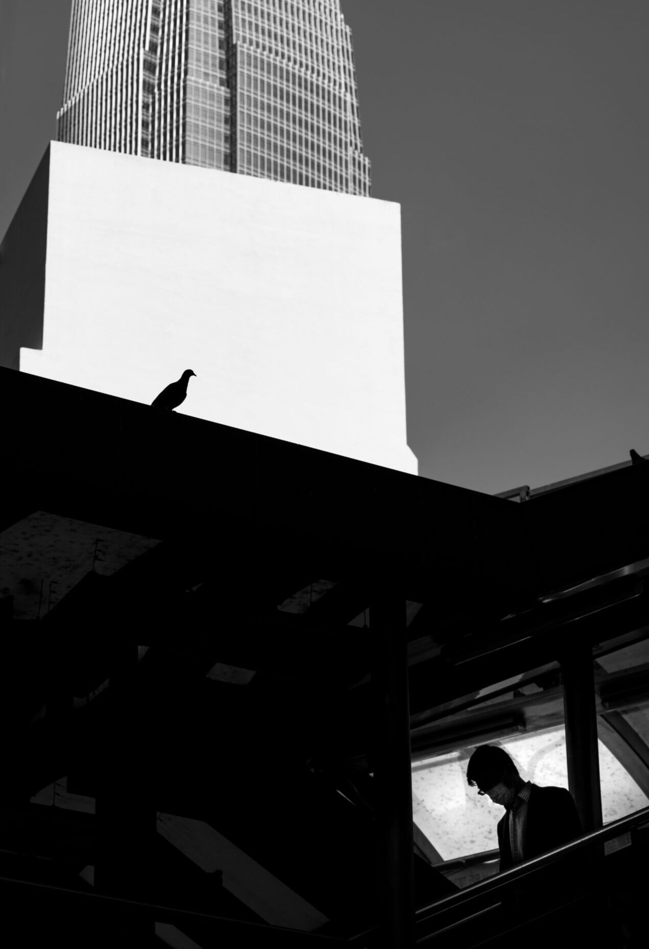 Jason Au | A black and white image of man and a pigeon looking down over a foot bridge in Central Hong Kong