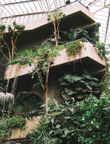 Best museums and galleries in London| A view of the rainforest foliage inside the Barbican Conservatory.