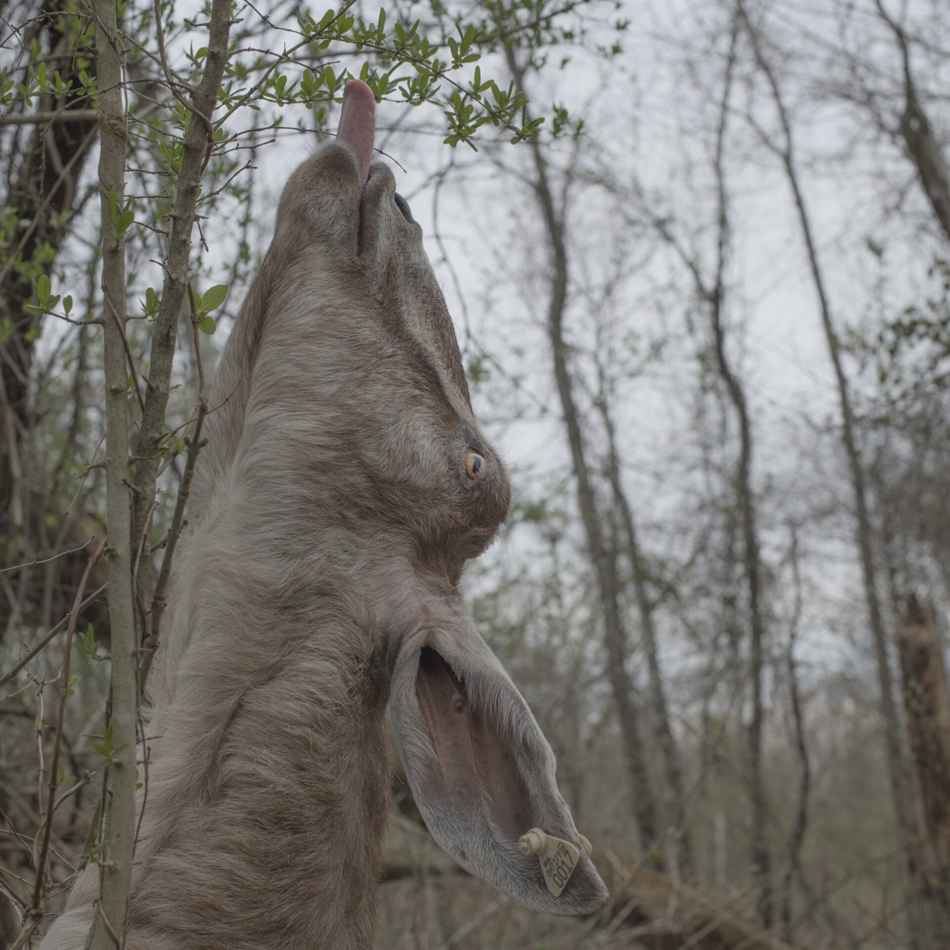 Photographer Rich-Joseph Facun | A brown goat stretches its neck up and sticks out its tongue to get to some tiny green leaves on a tree with bare branches