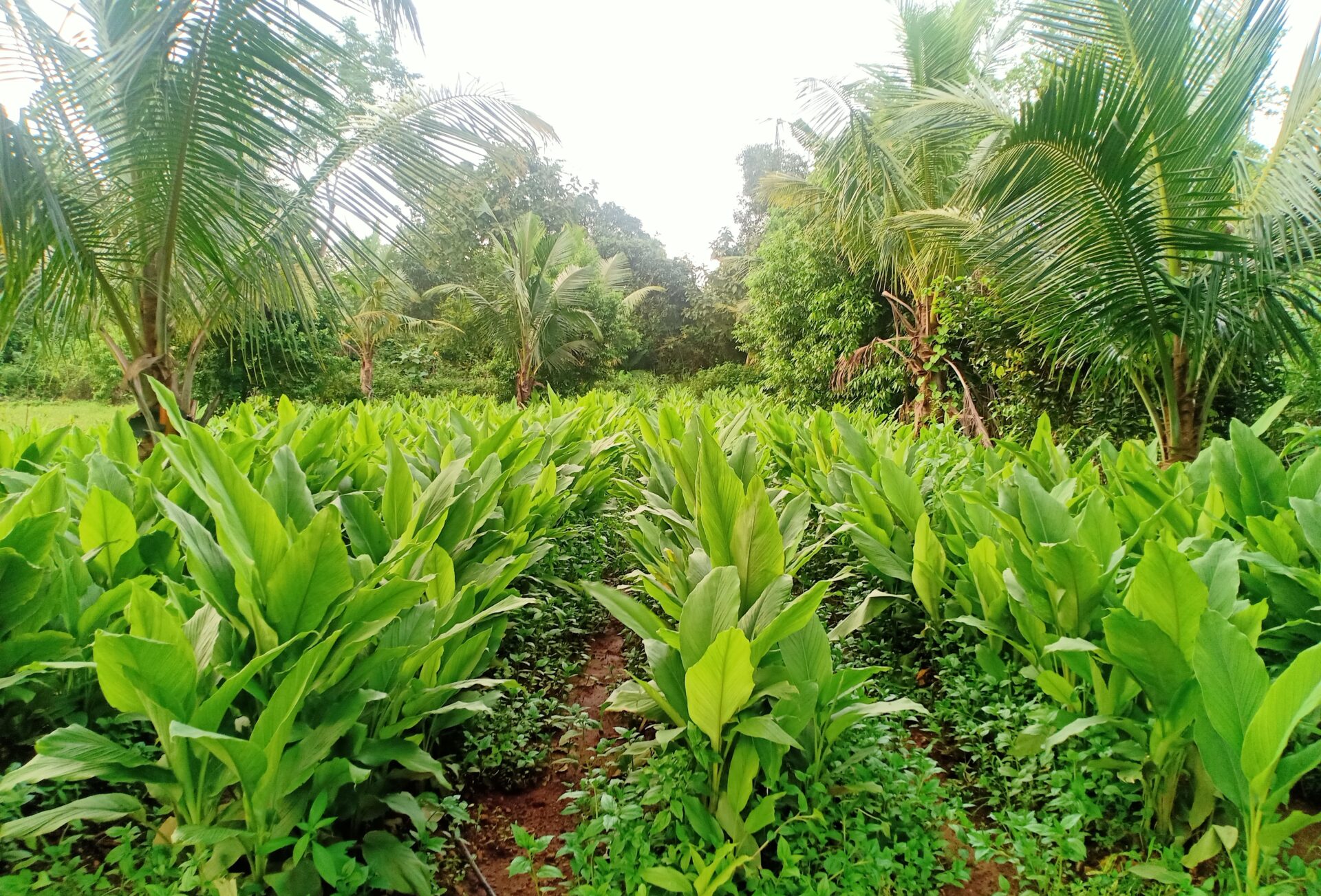 The best farm stays outside of Mumbai | Lines of crops growing at Krishivan