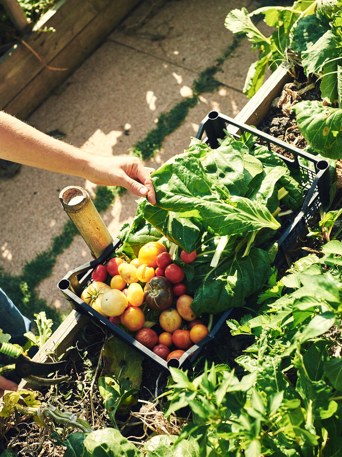 Tomatoes and other produce grown on the estate in Tuscany, Italy