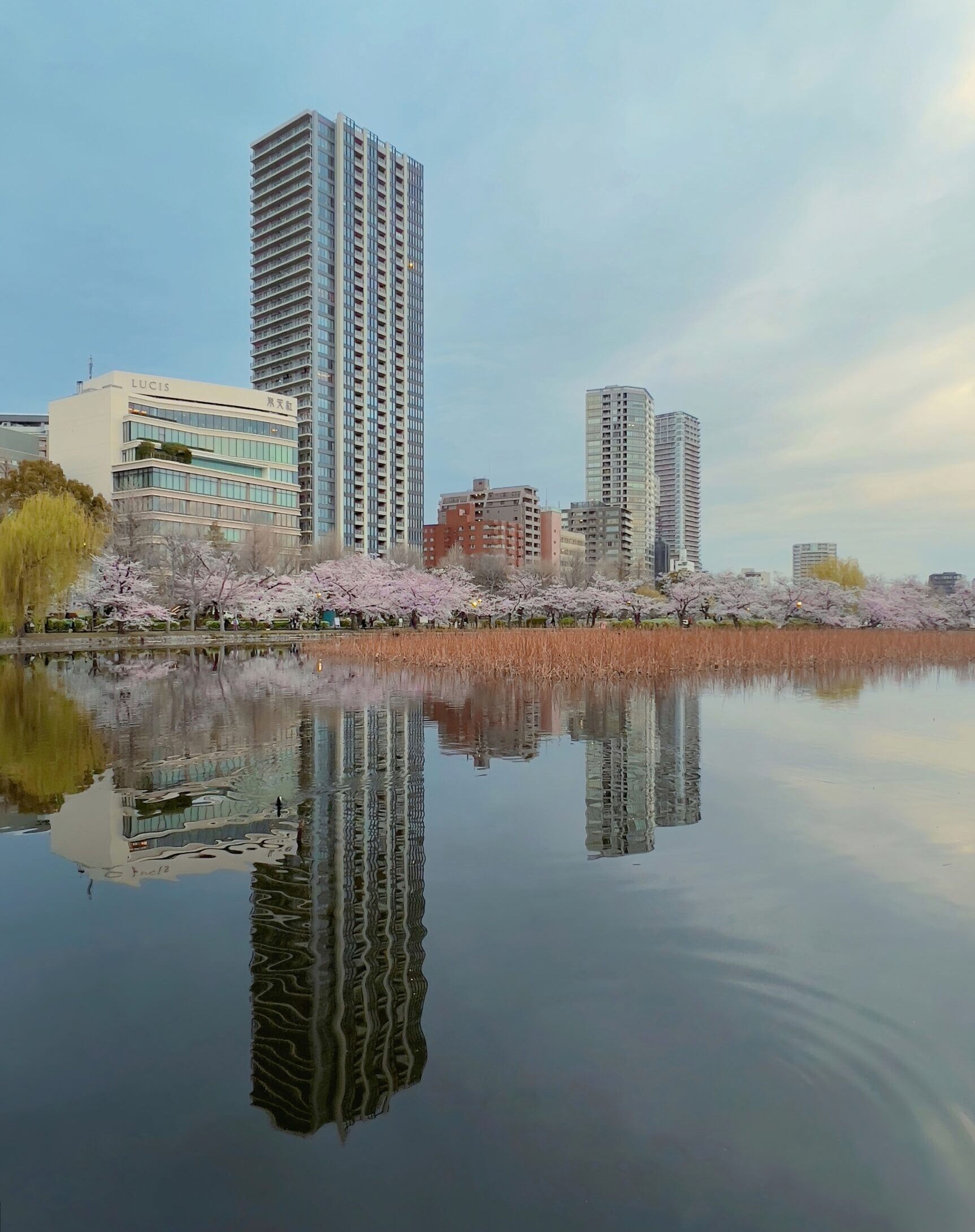 skyscrapers and cherry blossom overlooking the water in Tokyo