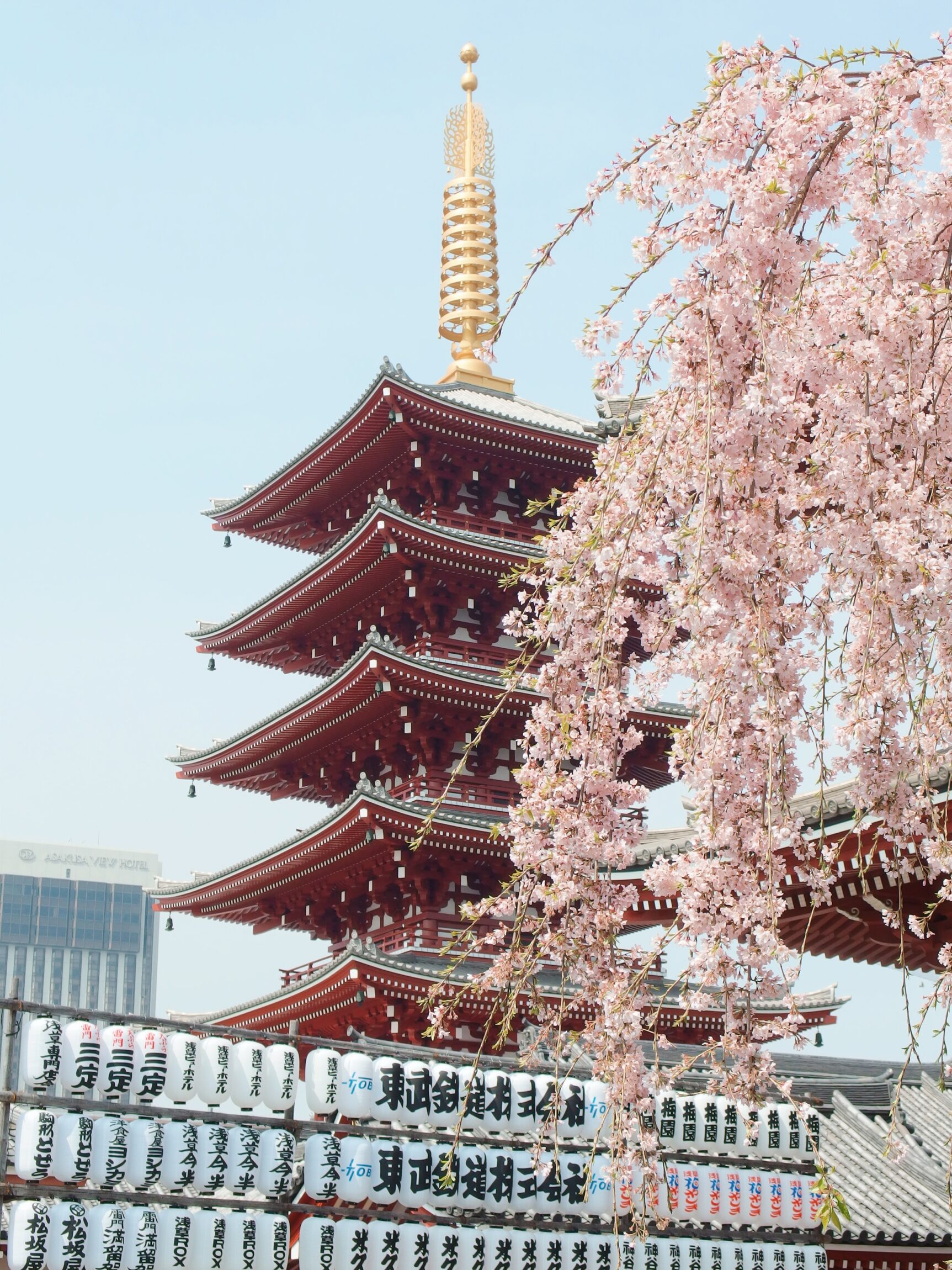 Cherry Blossom season in Tokyo