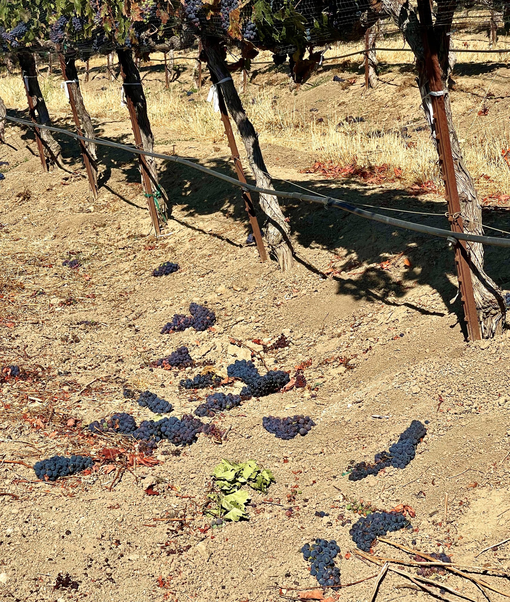 The best wineries in Paso Robles | grapes on rocky terrain at Oso Libre Winery