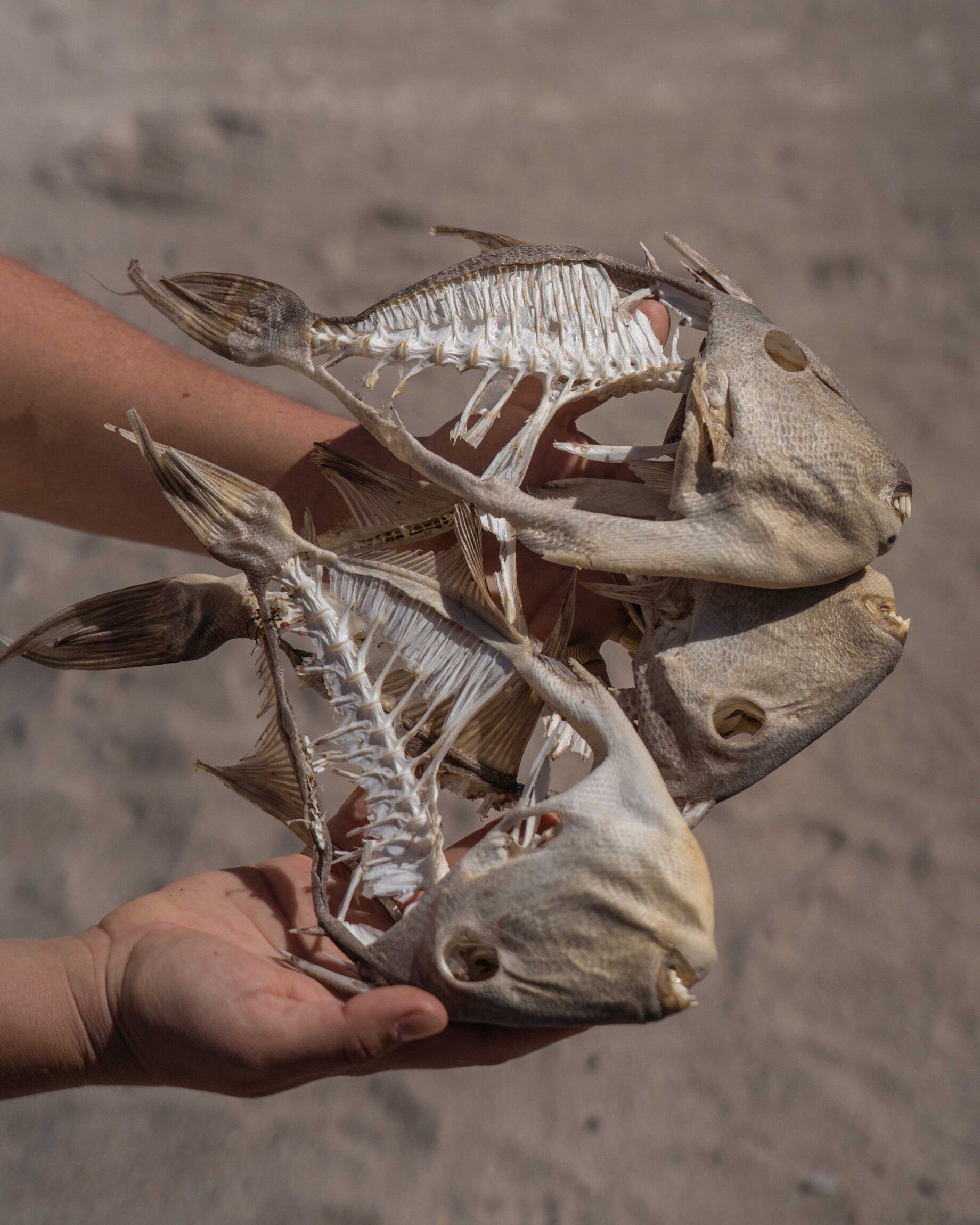 Focal Point: Alex Krowiak | A detail of fish skeletons by San Diego-based nature photographer Alex Krowiak