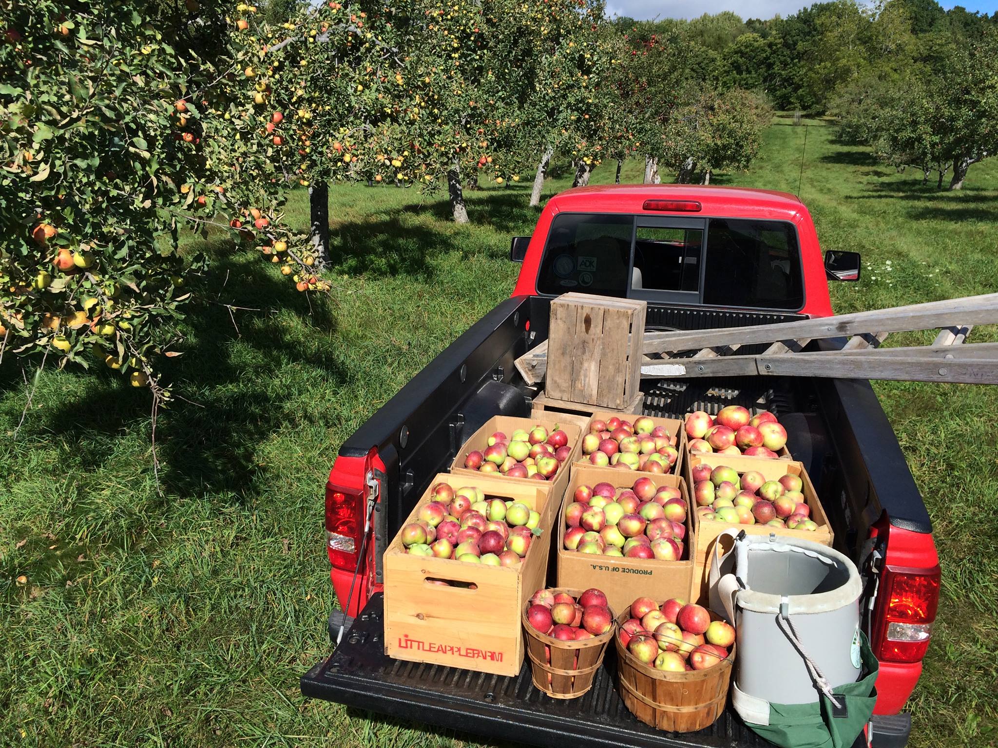 Little Apple Cidery, Hillsdale