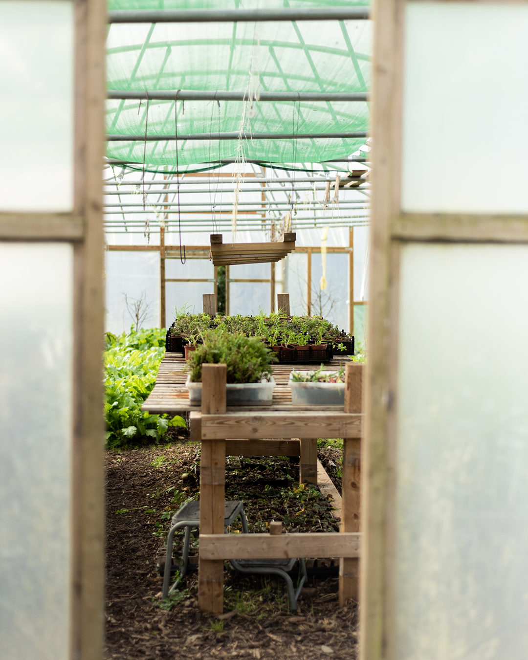 Inside a greenhouse at Crocadon Farm in Cornwall