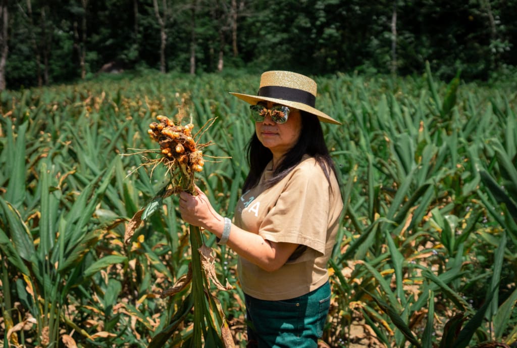 A trip to Thailand with Saiphin Moore, founder of Rosa's Thai | Saiphin picking fresh turmeric in Phattalung province