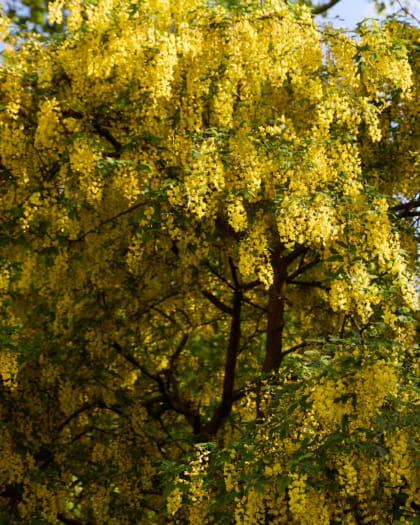 Mimosa tree london park