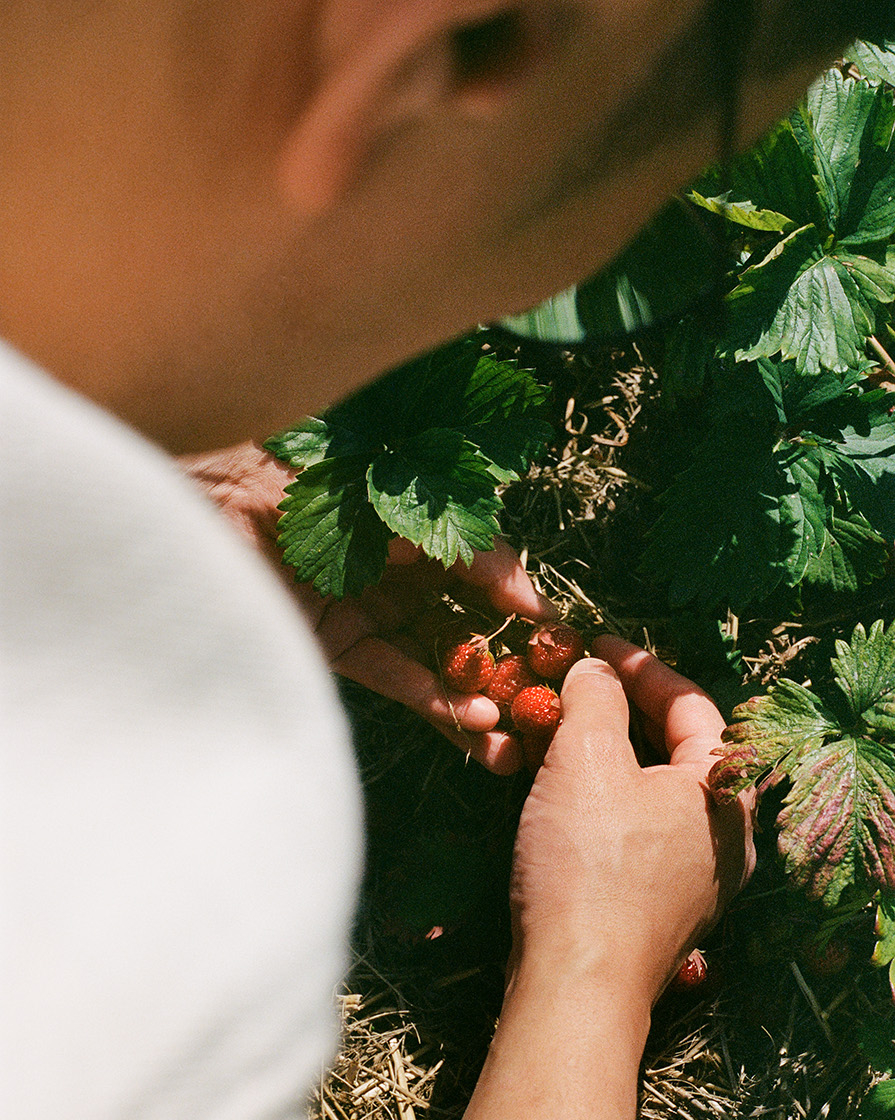 Chef Kristian Baumann in a strawberry field in Copenhagen