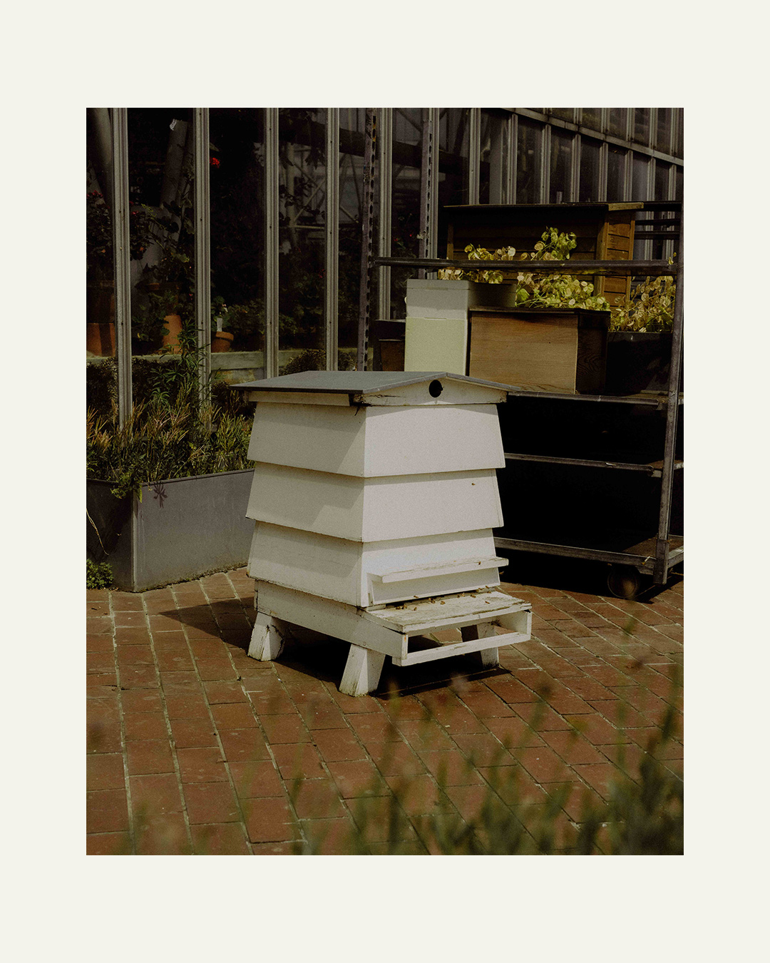 A white wooden beehive stands on a brick floor with the Barbican Conservatory behind.