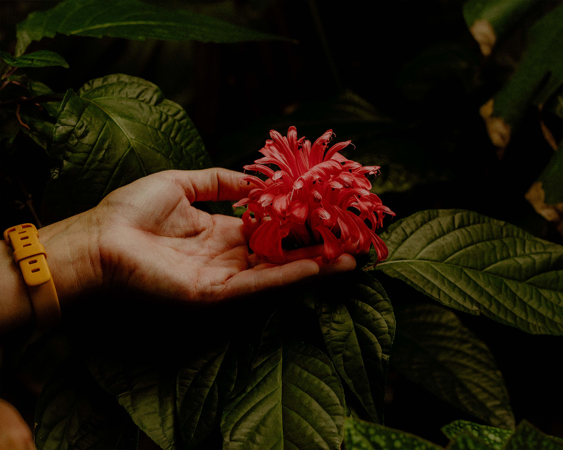 A red flower held by a hand against a dark green tree.