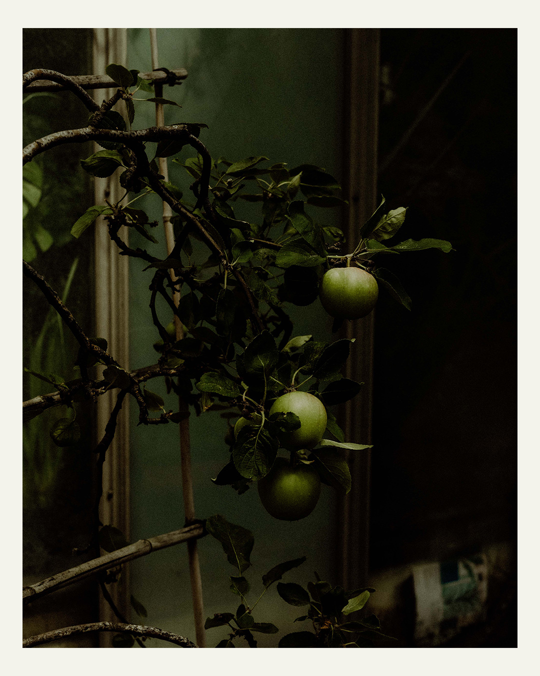 A detail of a young apple tree against a shadowy background.