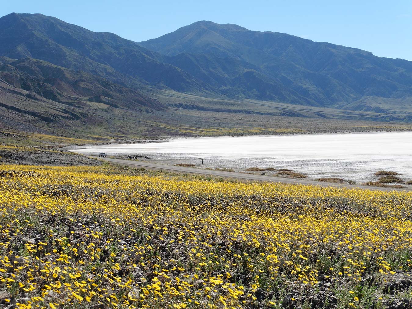 Wildflowers growing along Badwater Road