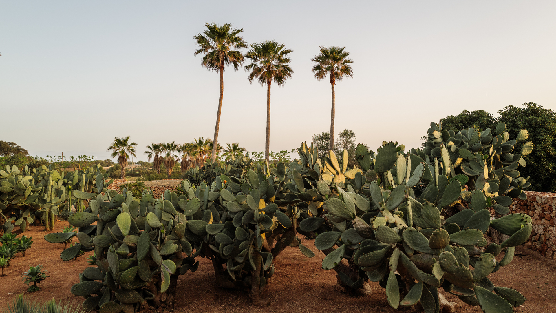 Nopal cactuses and palms at Son Vell, Menorca