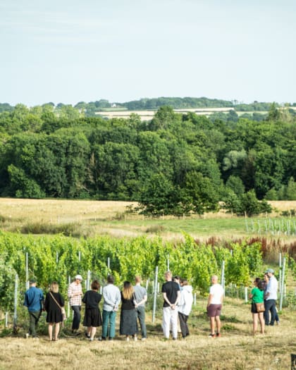 Visitors assist with the grape harvest at Tillingham