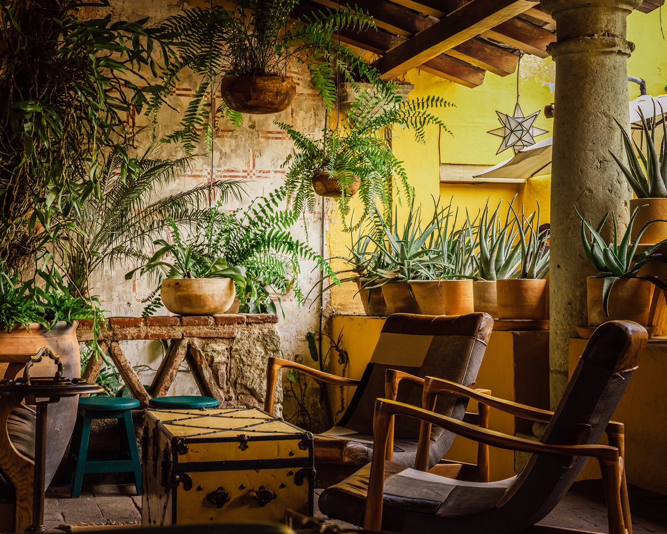 Hanging ferns and potted plants at Selva, Oaxaca