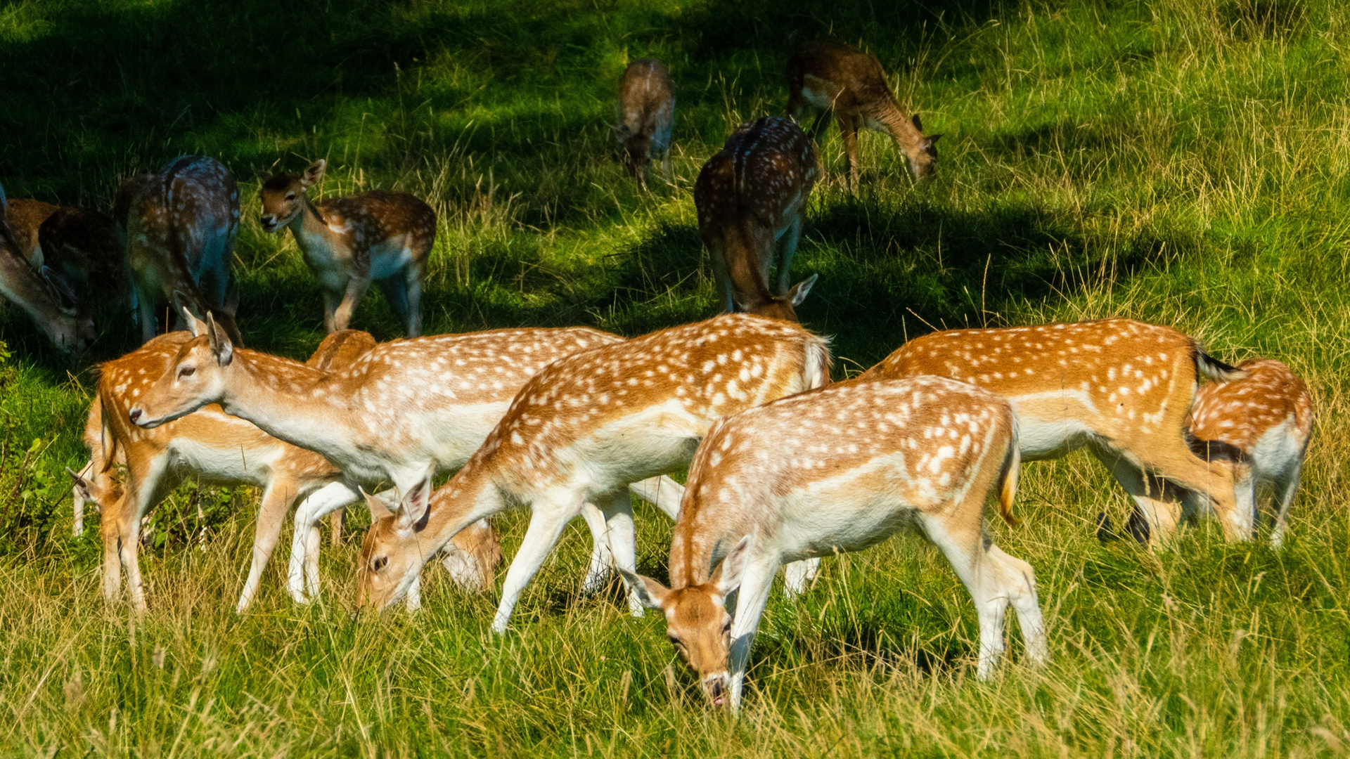 Deer in Dyrham Park National Trust