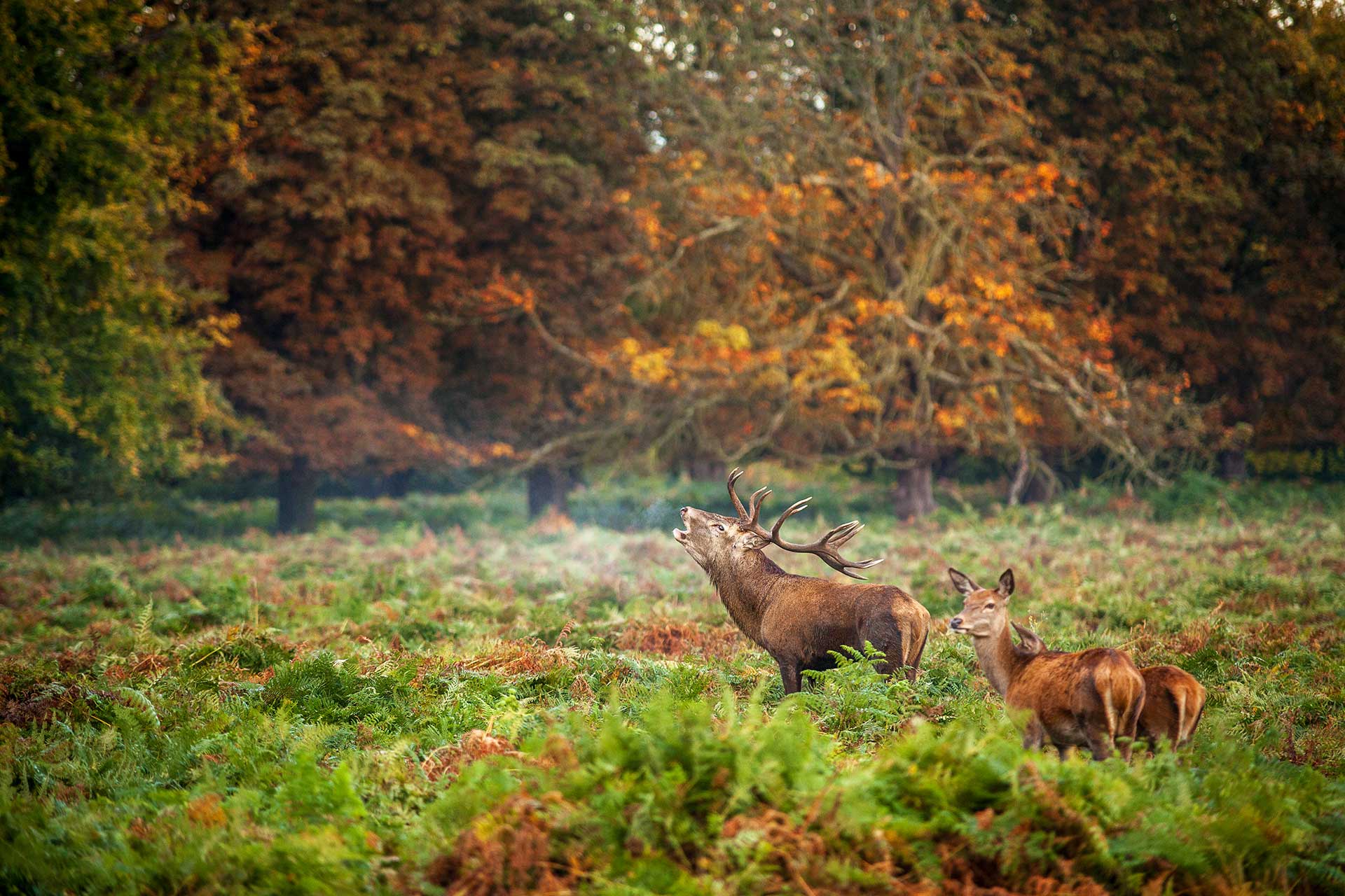 Richmond Park Stag and does among bracken and changing autumnal leaves.