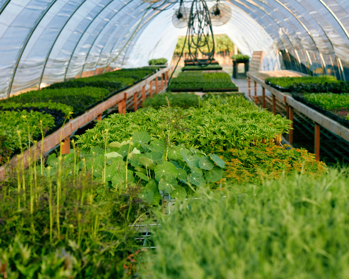 Greenhouse at SingleThread, Healdsburg